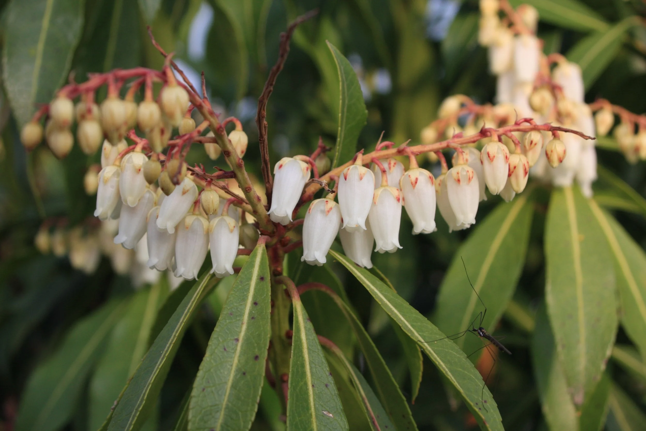 Pieris jap. Forest Flame fl-1.JPG