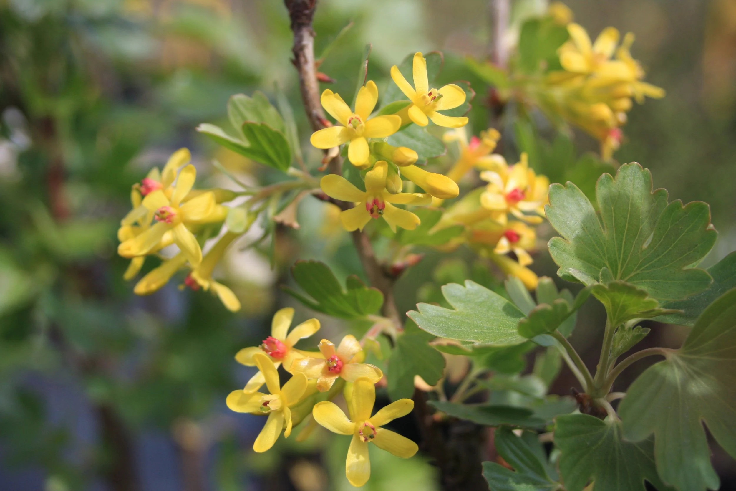 Ribes aureum fl-1.JPG