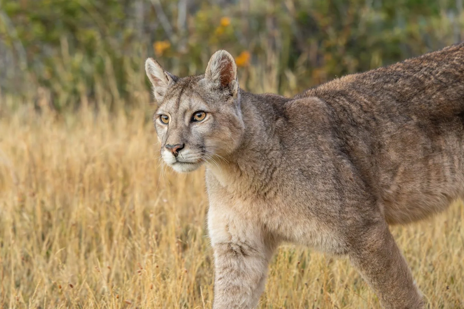 A wild puma walking through golden grass in Torres del Paine National Park