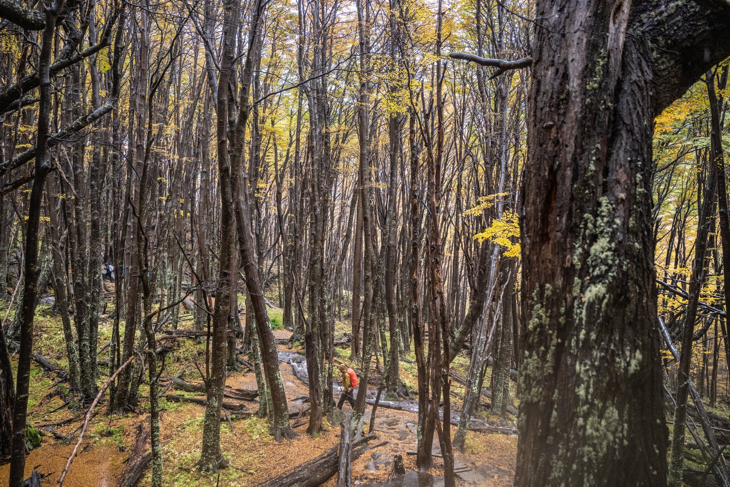 hiking-through-lenga-beech-forest-torres-del-paine.jpg