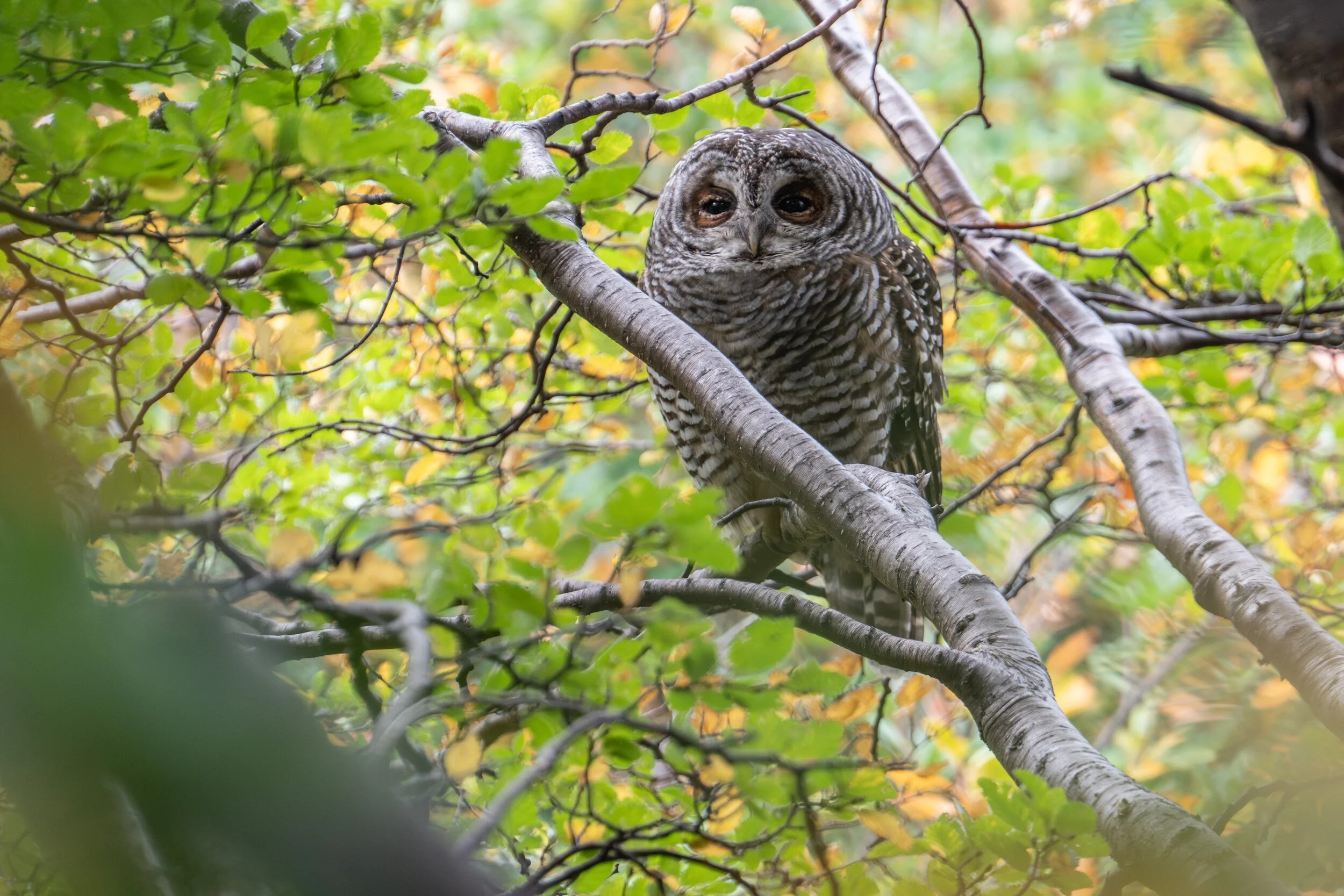 owl-perched-branch-patagonia-forest.jpg