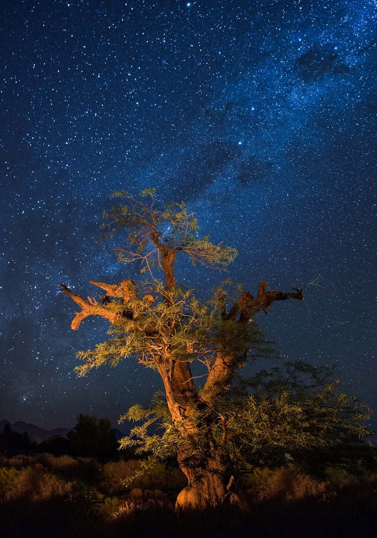 The Milky Way arching in brilliant detail over a lone desert tree in the Atacama, one of the clearest night skies on earth