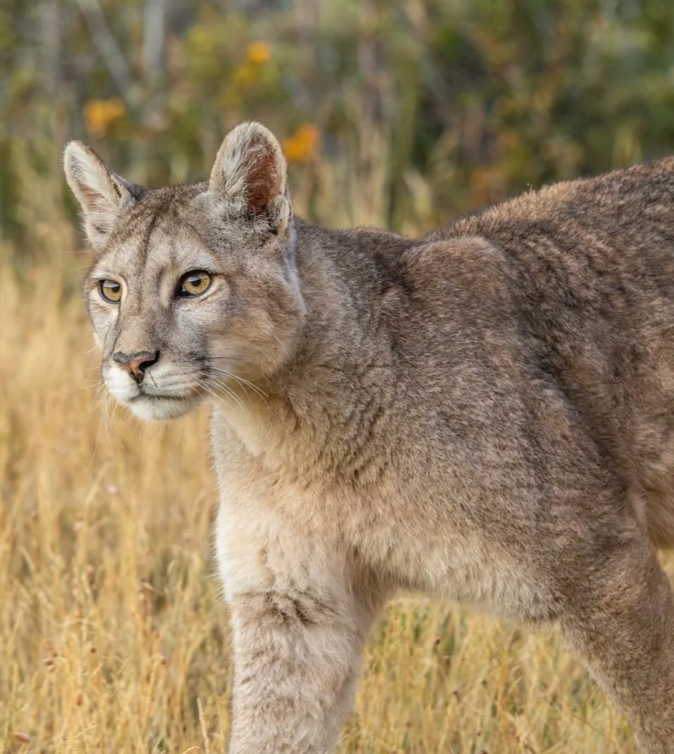 Puma_torres_del_paine.jpg