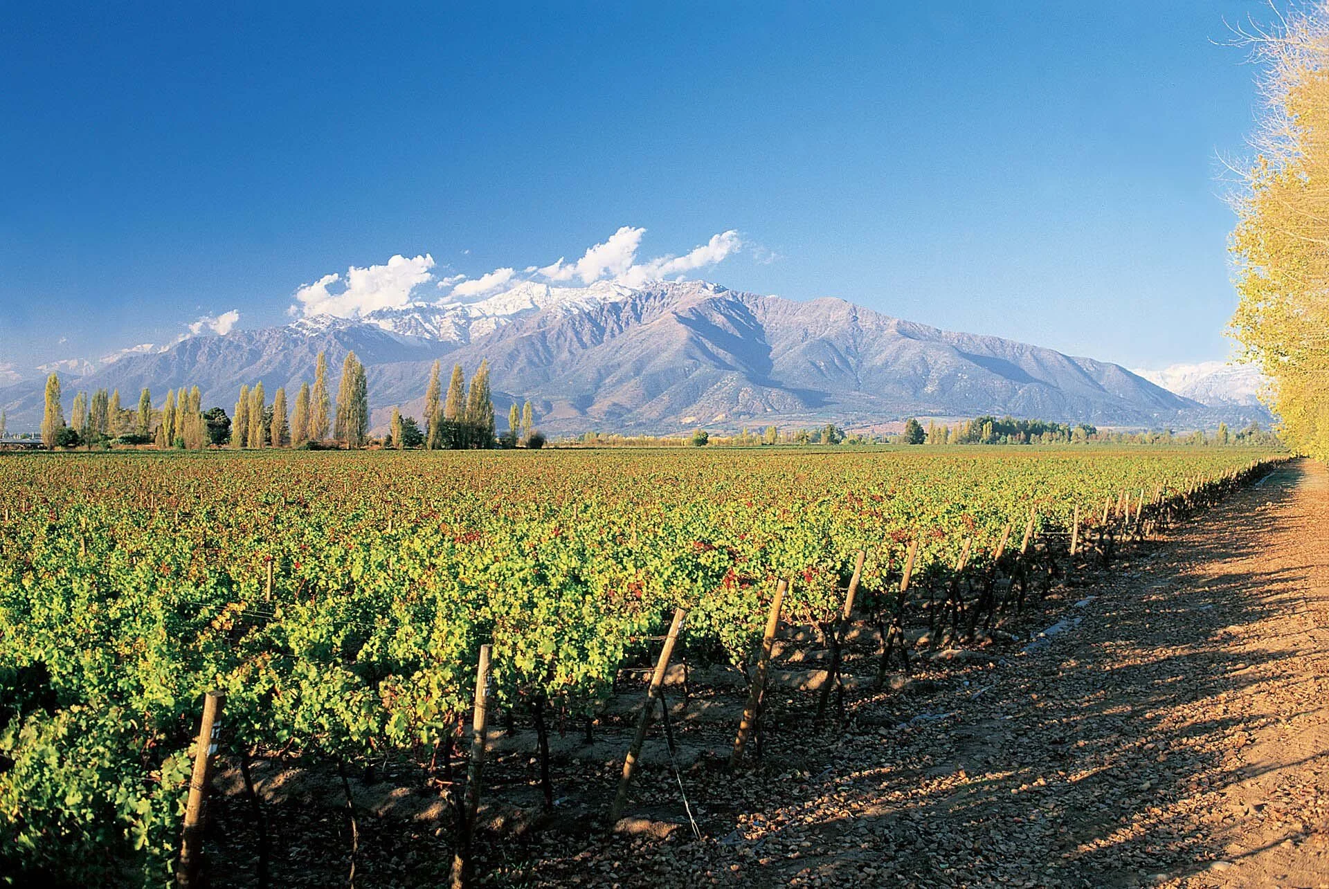 Vineyards in the wine valleys outside Santiago, Chile