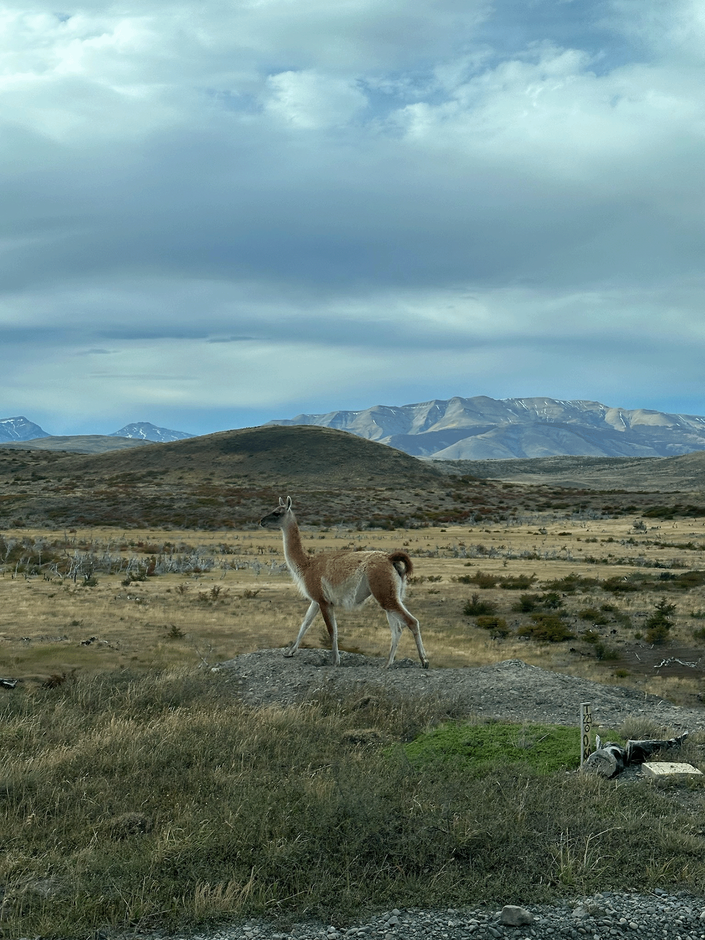 A guanaco standing on the Patagonian steppe with mountains behind