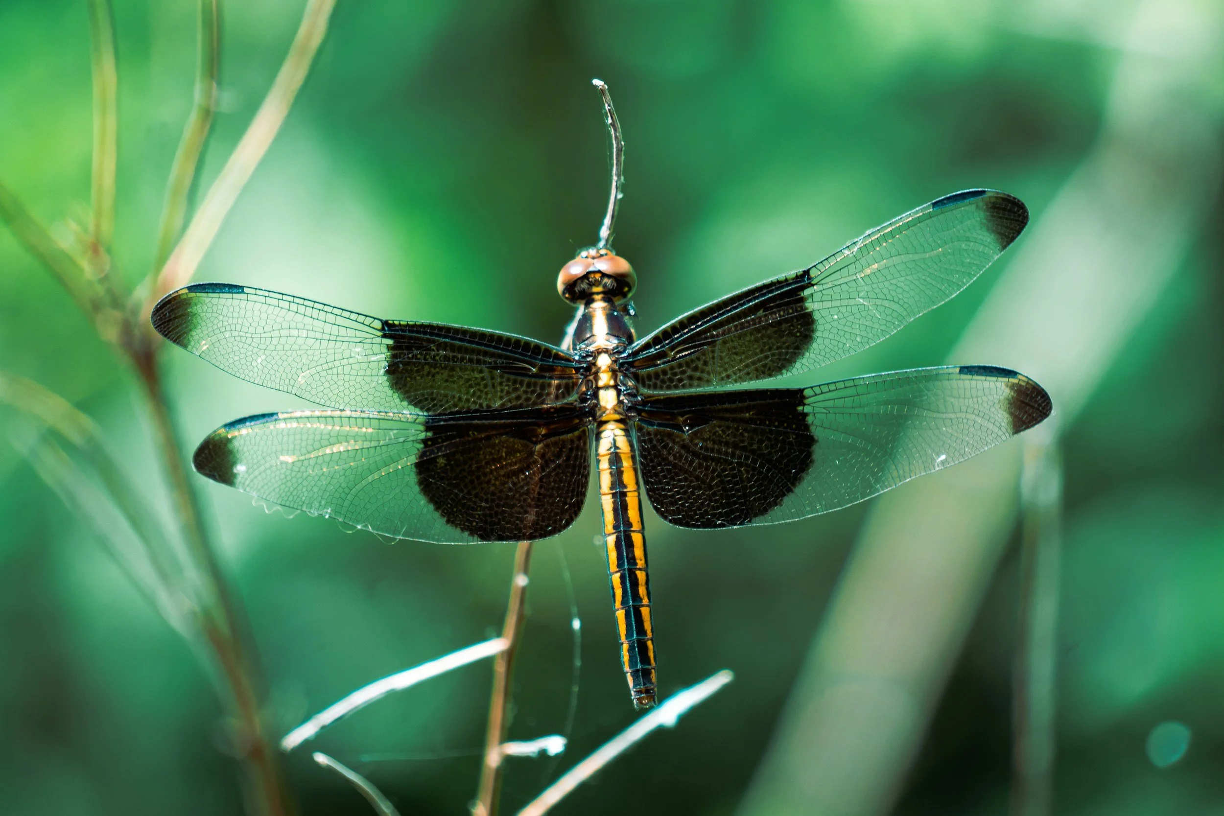 My Dragonfly