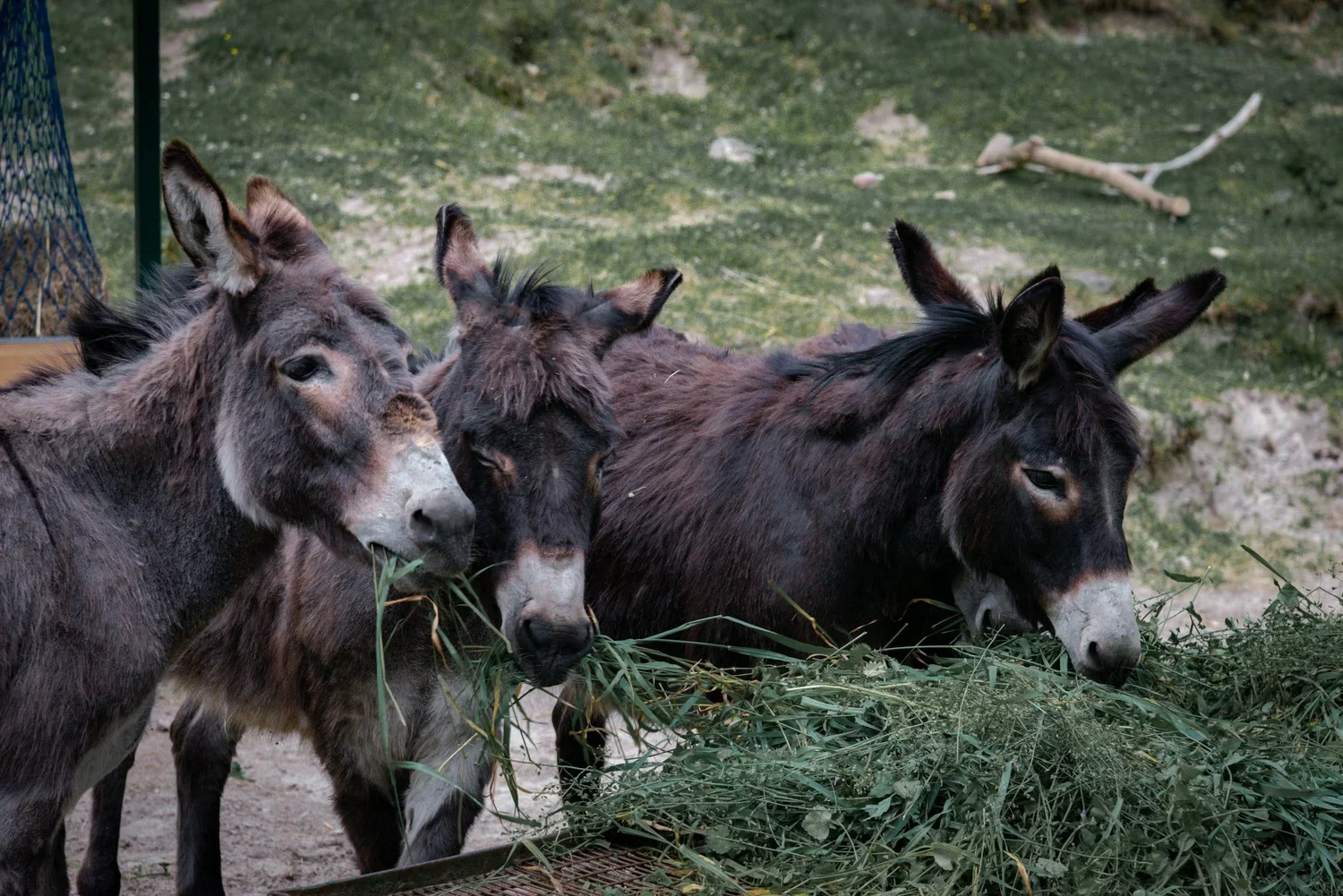 And the Oscar for Documentary Short Film Goes to…