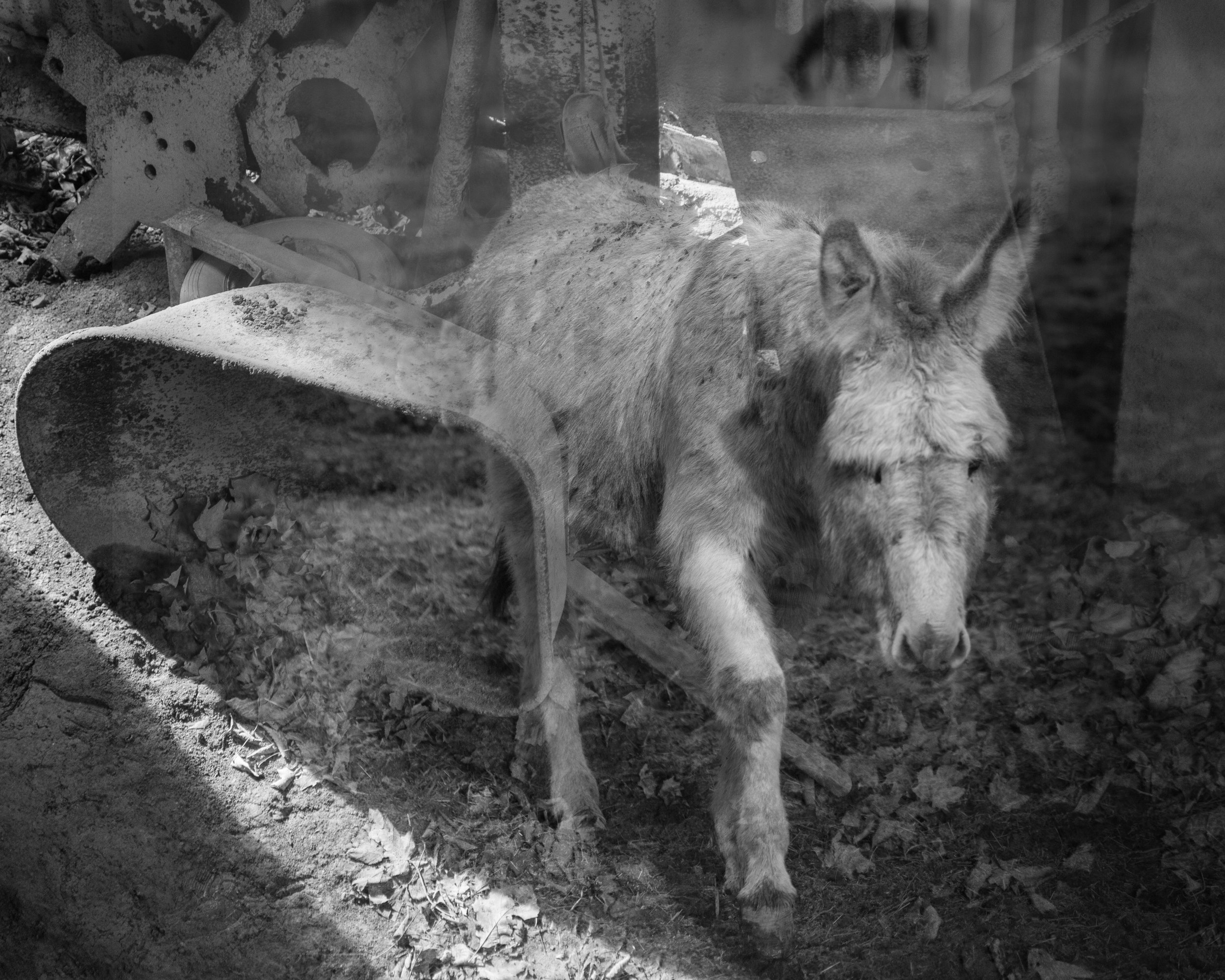 Jody Borhani D'Amico
"Haul"
Photography, 2023
[$100]
jodyborhani@gmail.com