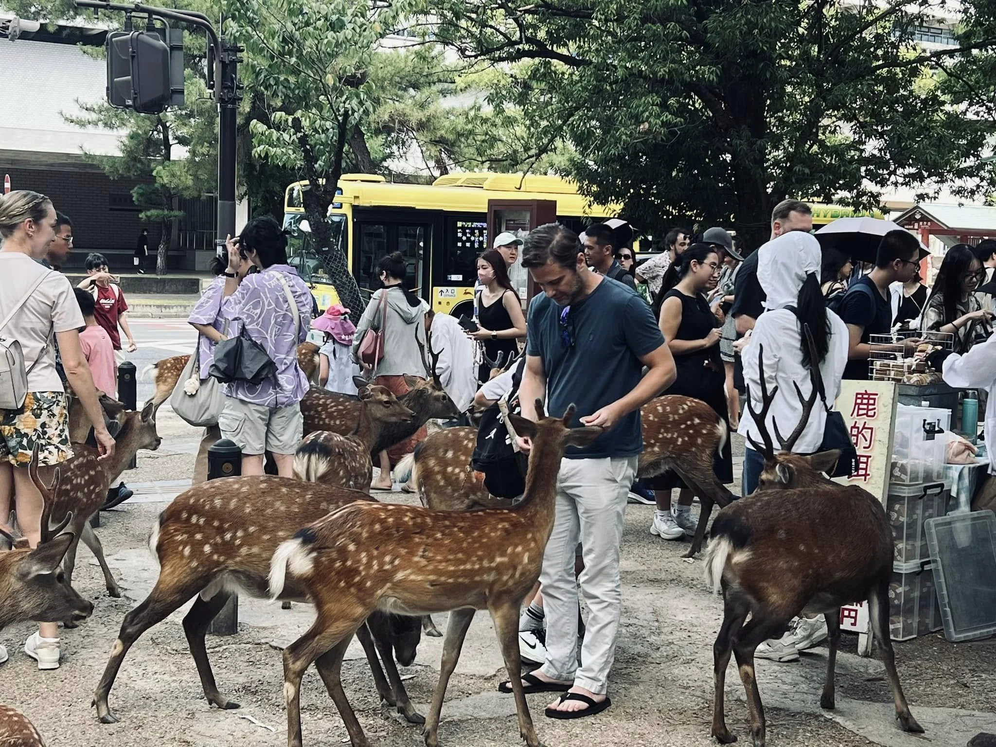 Man feeding deer in a crowd in Nara, Japan
