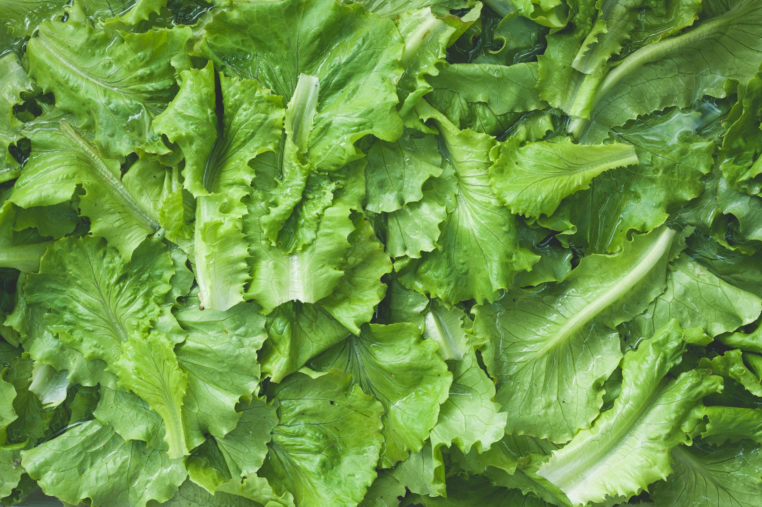salad-eafs-being-washed.jpg