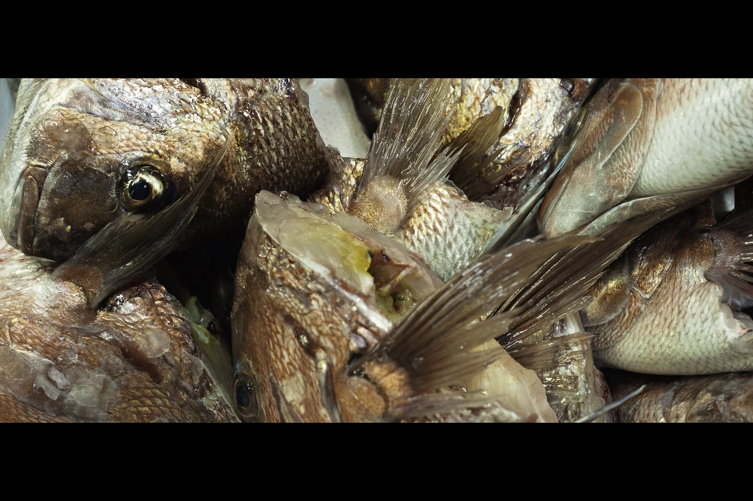 sea-bream-fish-heads.jpg