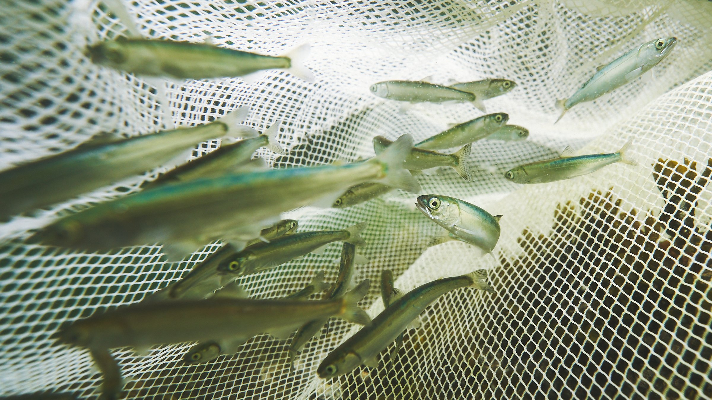 salmon-in-net 3.jpg