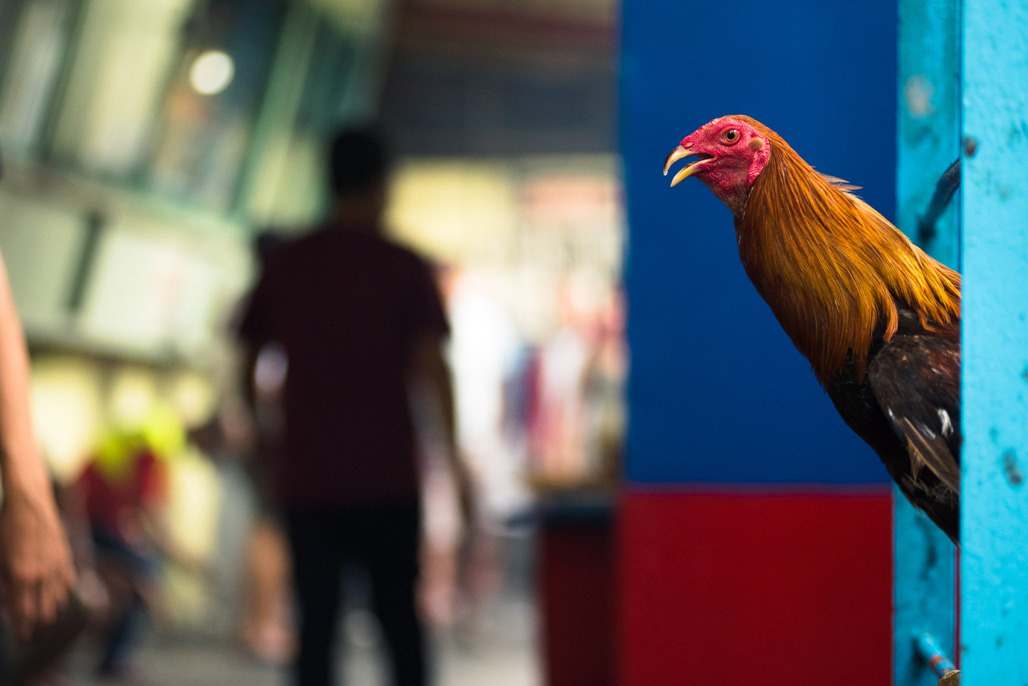 manila-sabong-cock-fighting-14.jpg