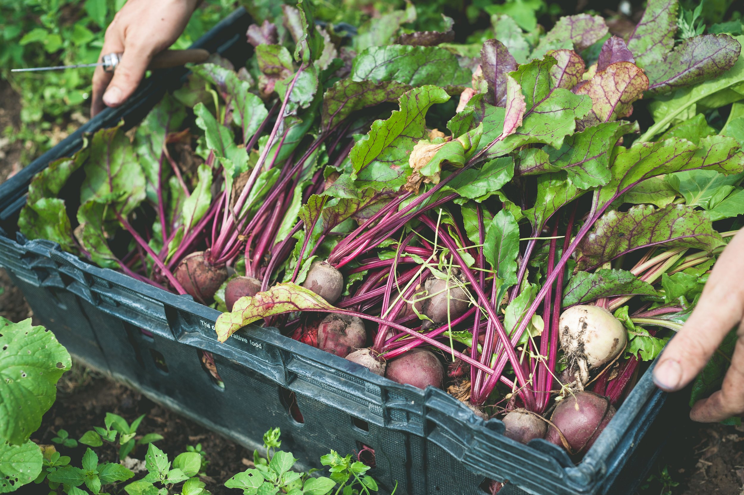 fresh-beat-route-harvest.jpg