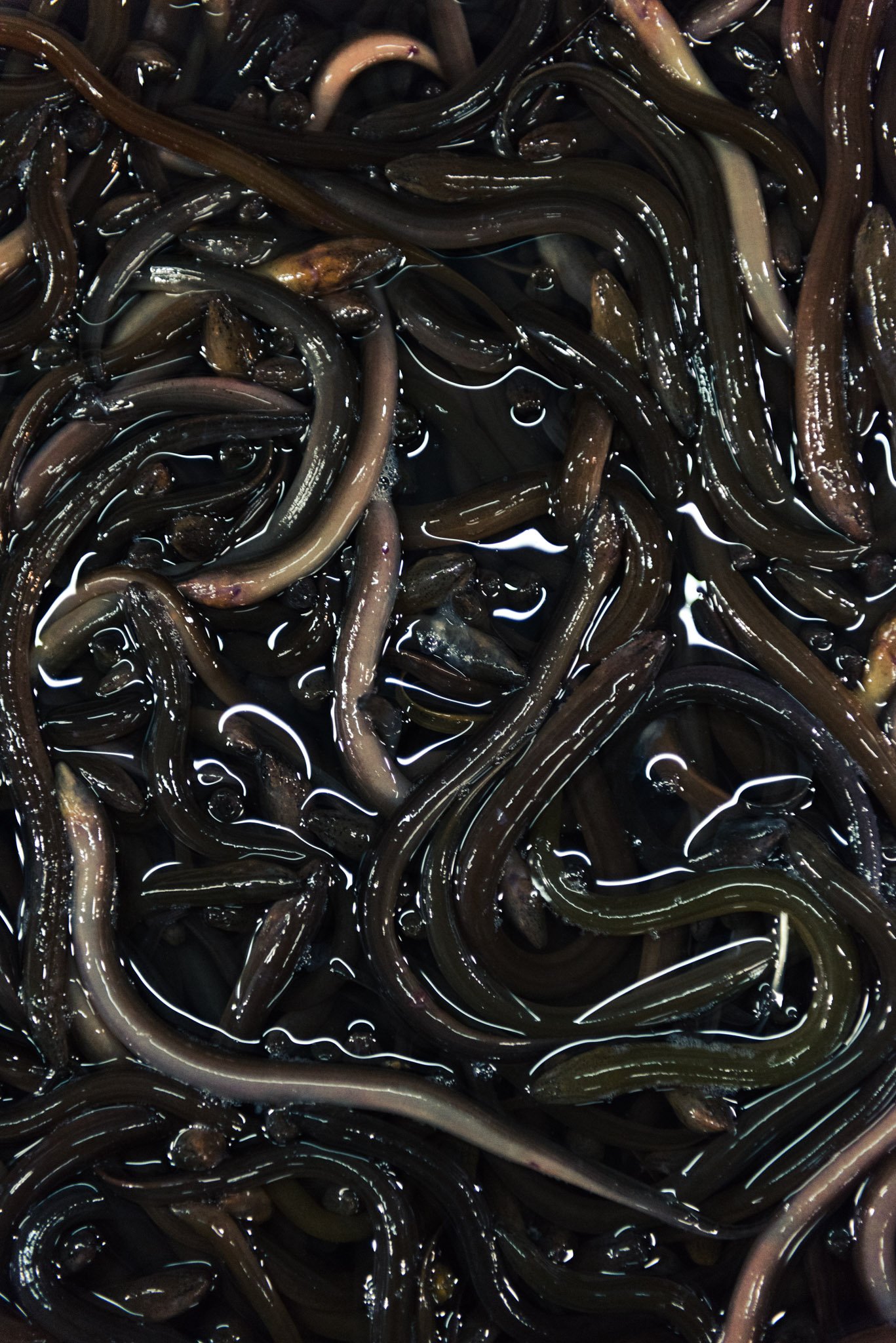 eels.jpg