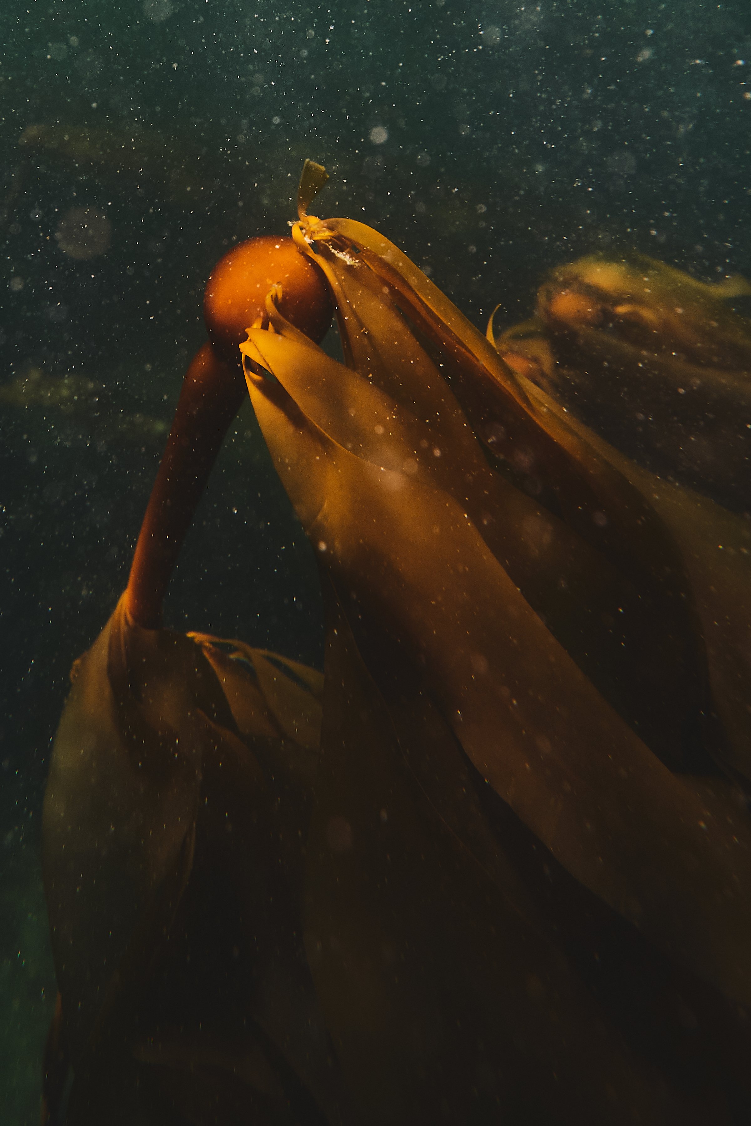 kelp-head.jpg