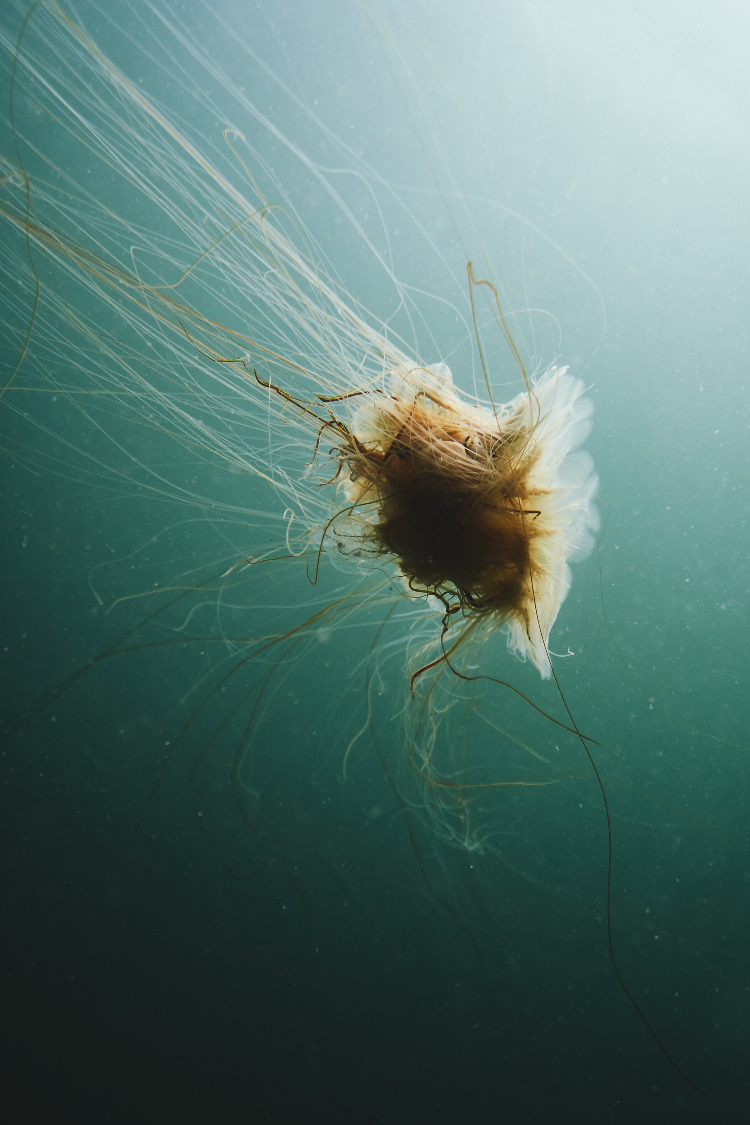 jellyfish-pierre-melion.jpg