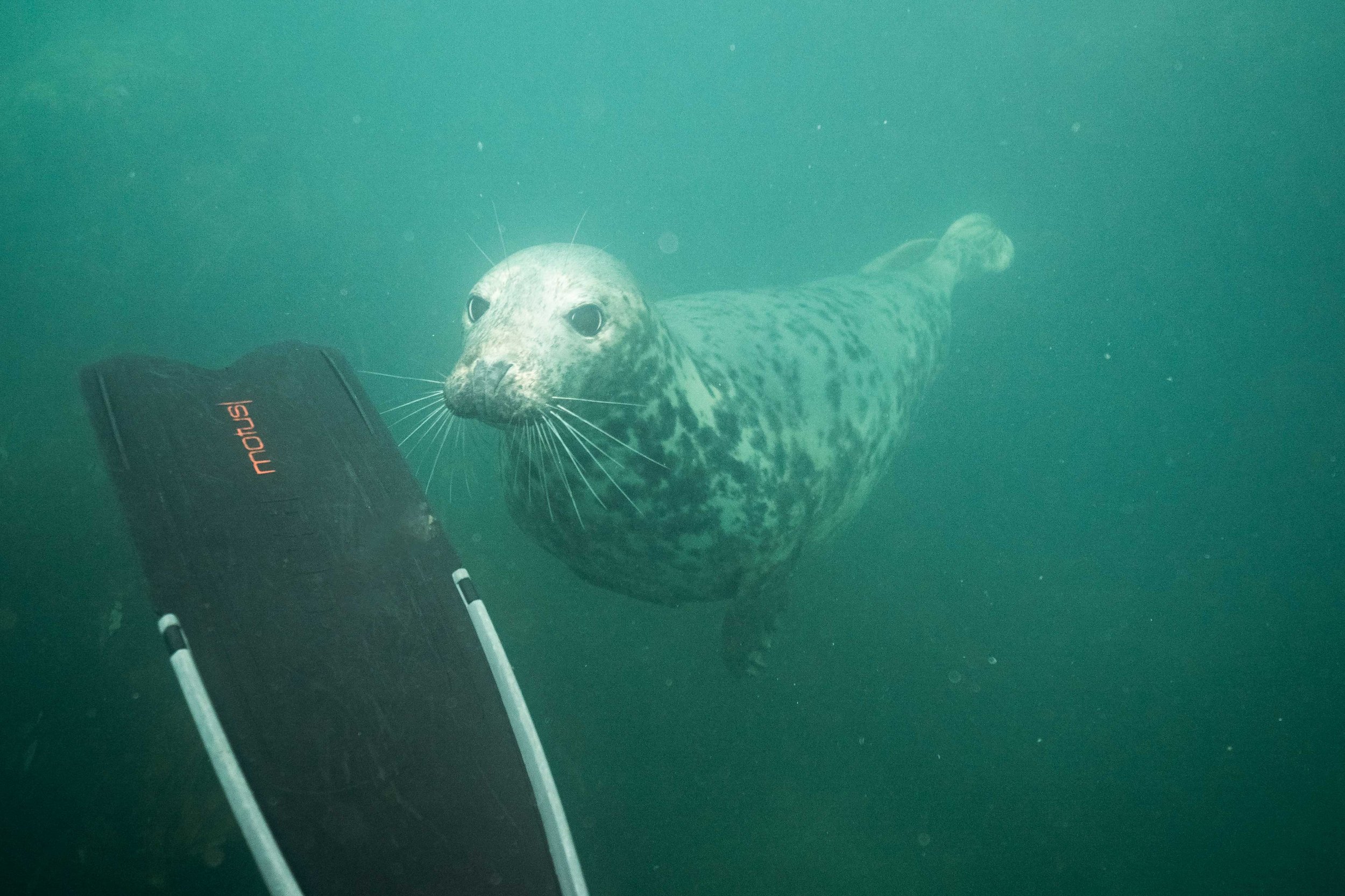 seal-fin-free-diving.jpg