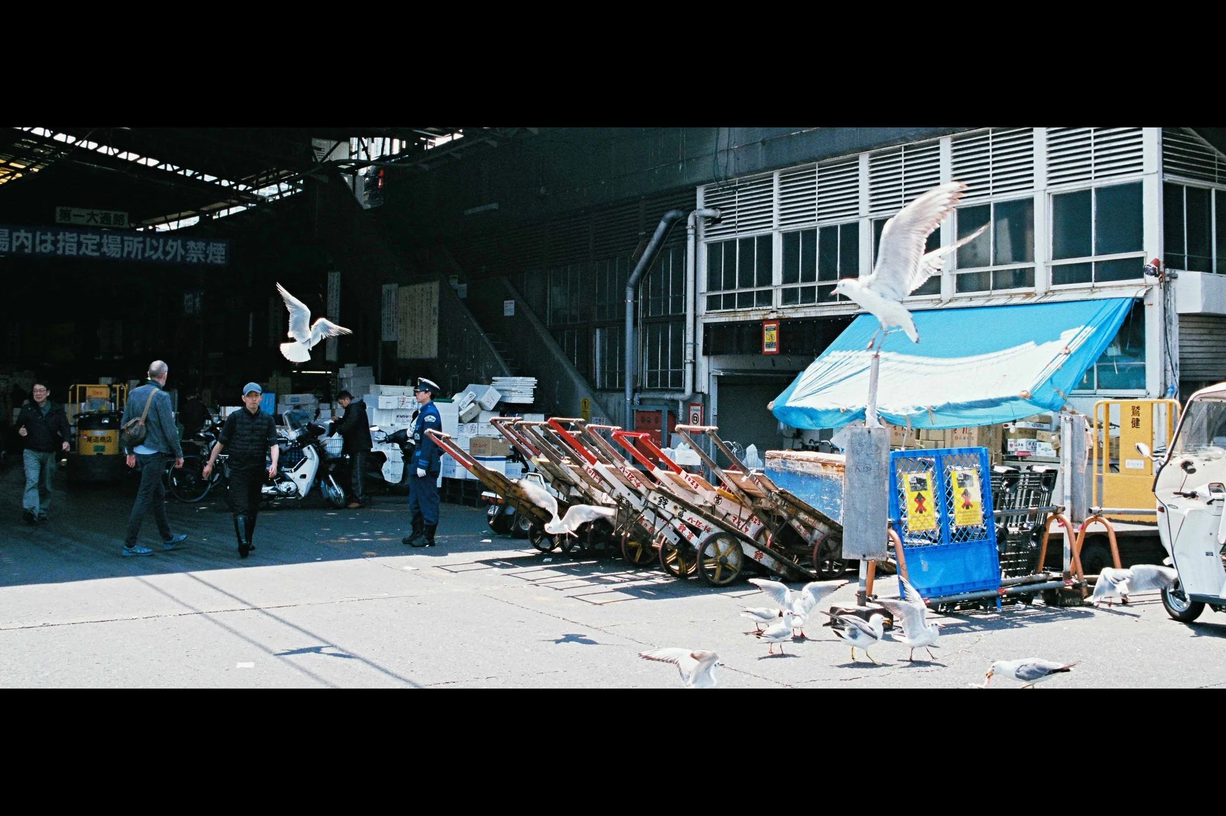 police-sea-gulls-tsukiji.jpg