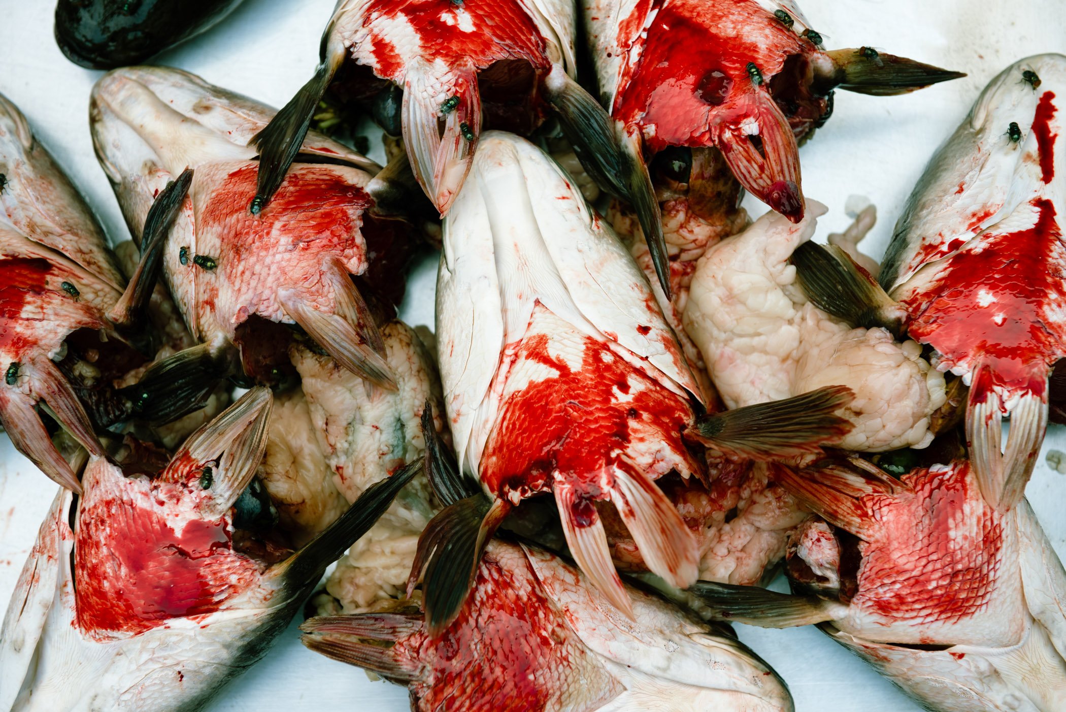 flies-n-fish (1 of 1).jpg