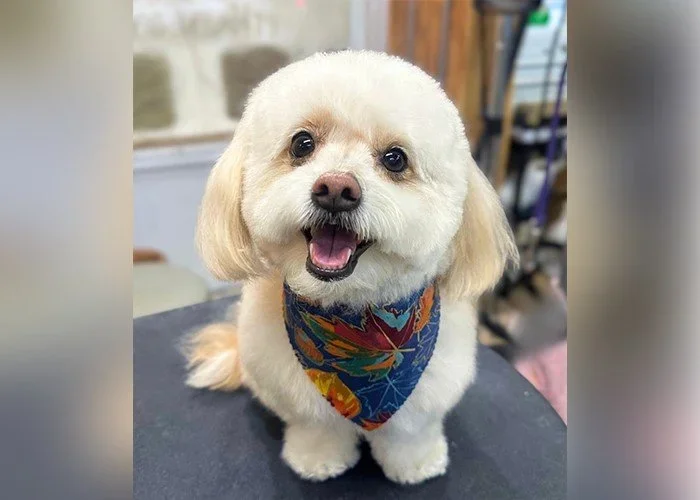 Tackling Morkie Grooming Challenges: Services That Save You Time