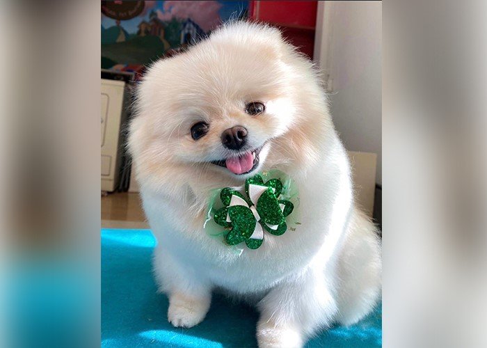 Luxury Pet Grooming Services That Go Beyond a Simple Bath