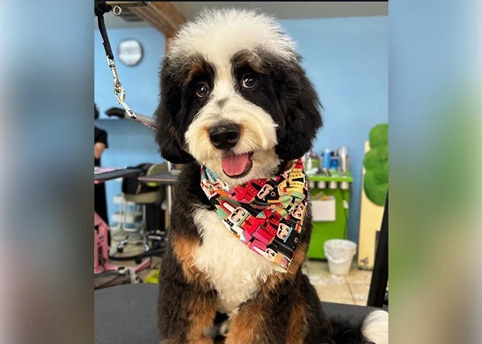 How a Professional Pet Groomer Can Spot Hidden Health Problems Early?