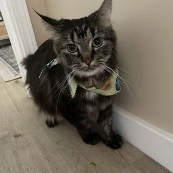 Cat Grooming Packages That Improve Health, Not Just Appearance