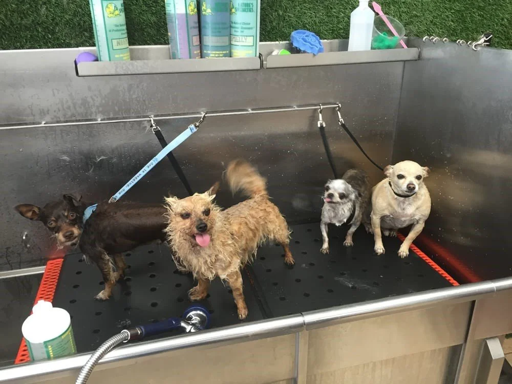 Pet Flea Bath vs. Home Remedies: Which Works Better?