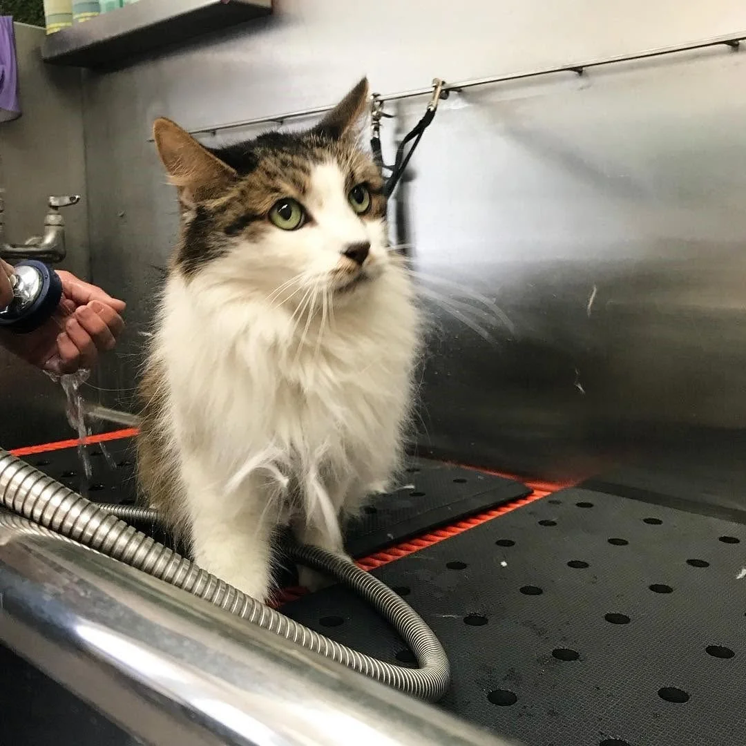 Professional Cat Grooming Tips to Improve Your Cat’s Health and Comfort