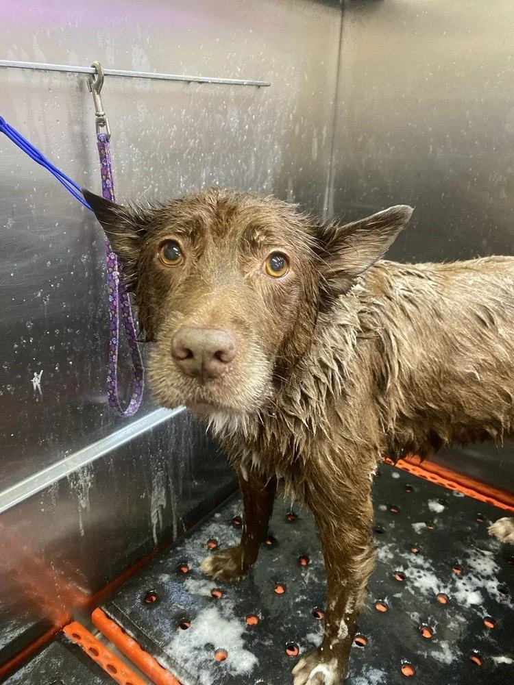 Struggling With Dirty Paws &amp; Coat? Full-Service Pet Grooming That Fixes It All in One Visit