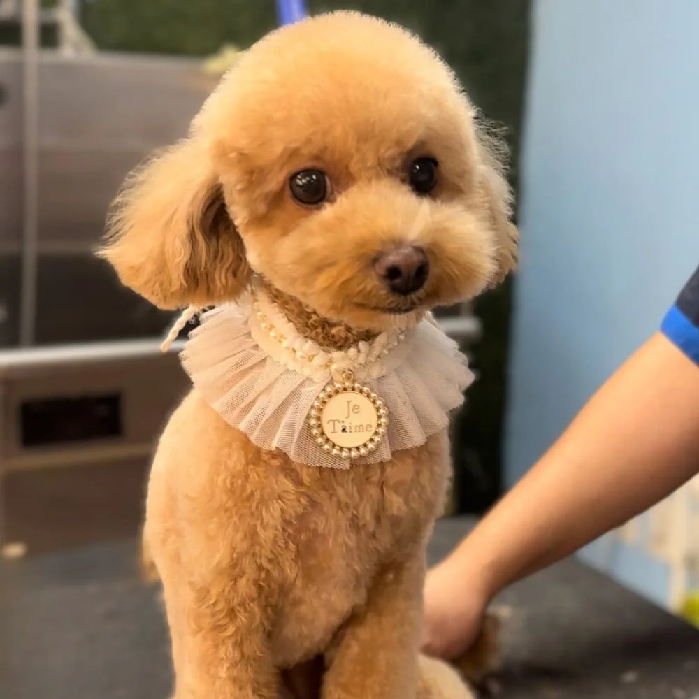 Professional Pet Groomer Services That Keep Your Pet Looking Their Best