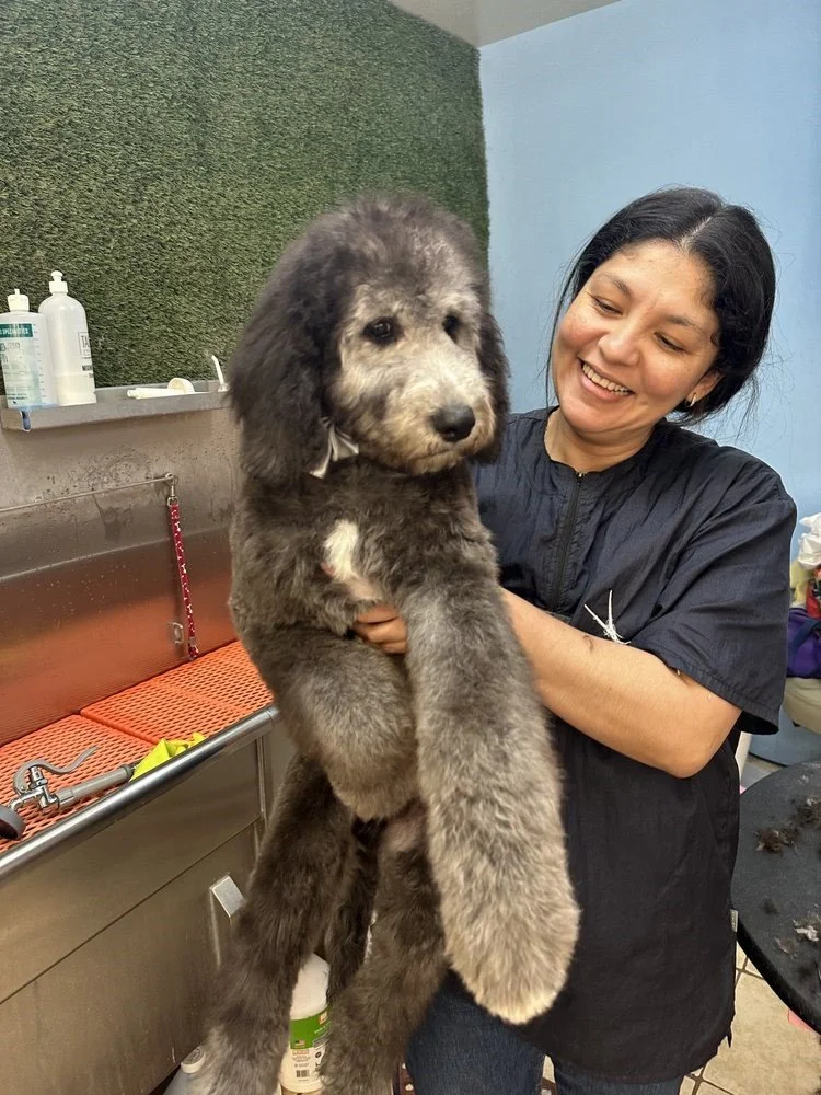Pet Care Upgrade: Grooming Pet Services That Every Busy Owner Needs in 2026