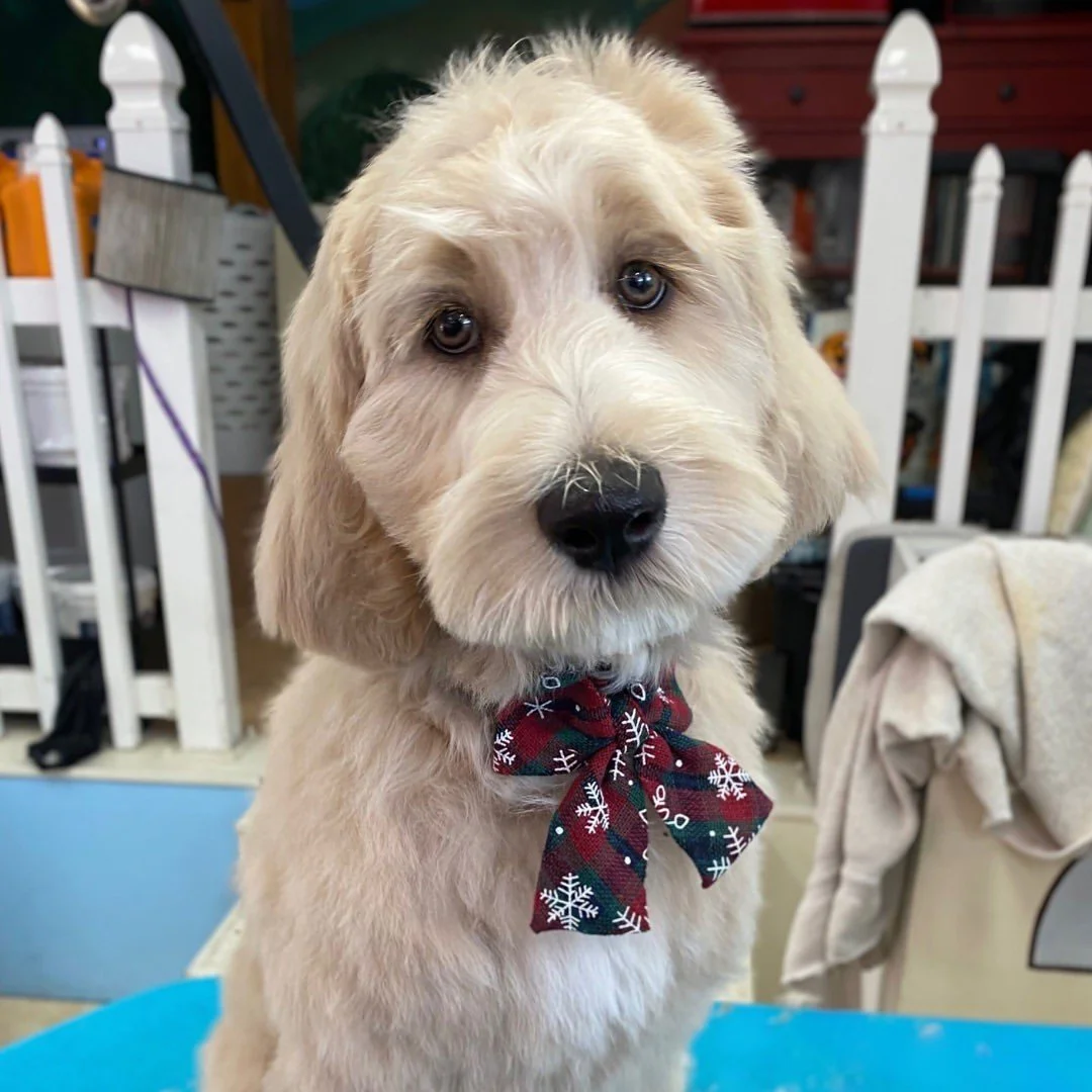Is Your Golden Doodle Overdue for Grooming? Here's What Experts Say
