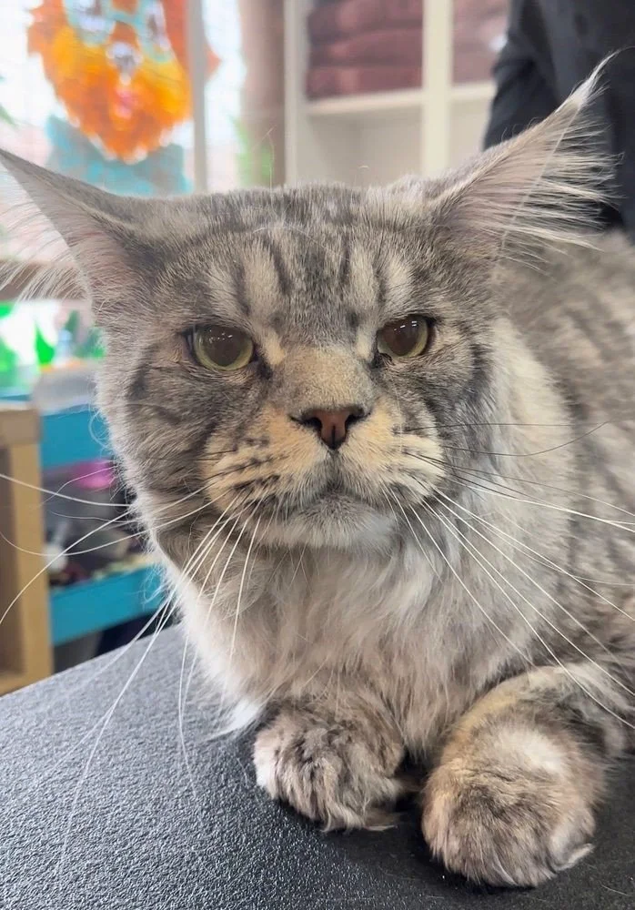7 Signs Your Cat Needs Professional Cat Grooming Right Now