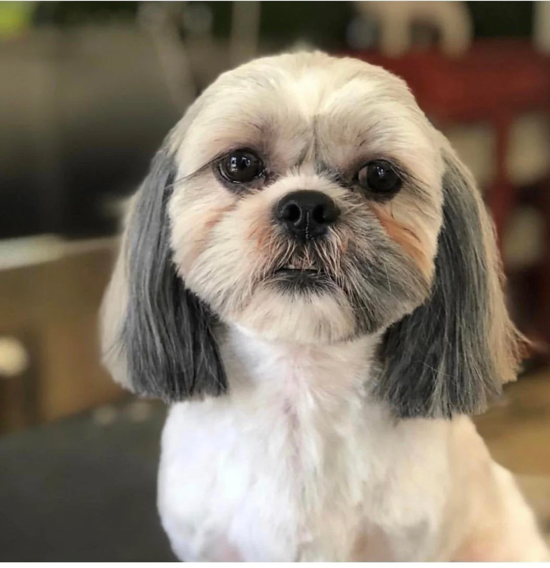 Could Your Shih Tzu's Grooming Routine Be Missing This Important Step?