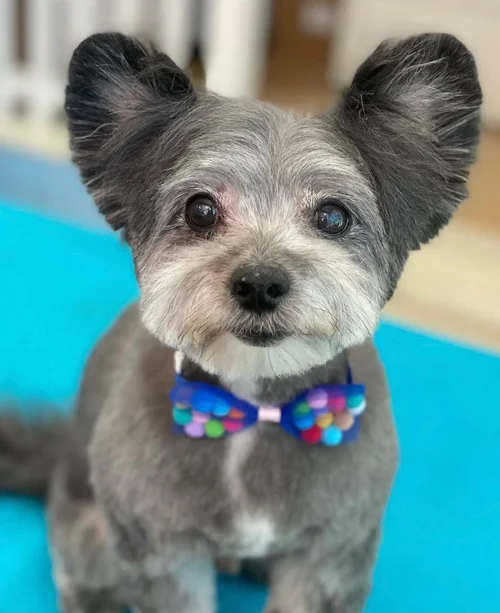 Why Smart Yorkie Owners Never Skip Professional Grooming