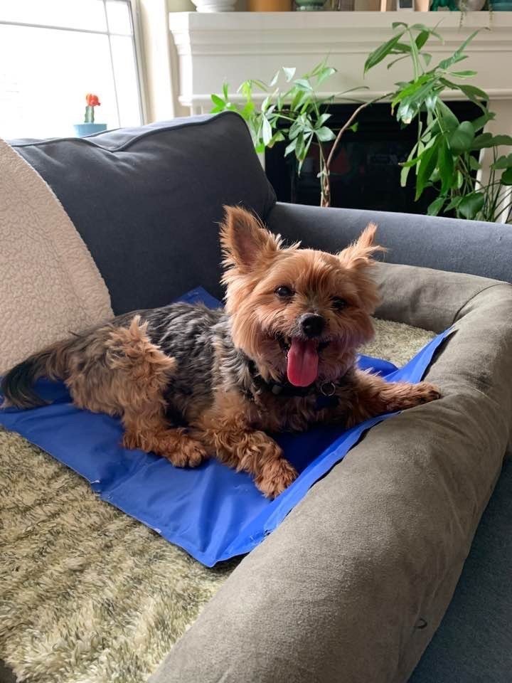 Dog Groomers in Burbank That Can Make Grooming Less Stressful