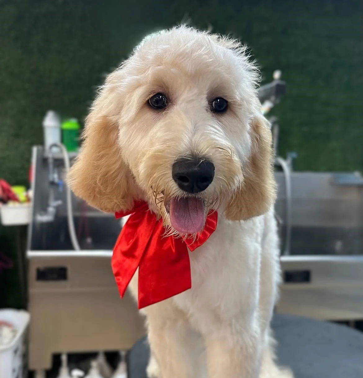 Golden Doodle Groomer Trends: Is This New Style Actually Better for Your Dog?