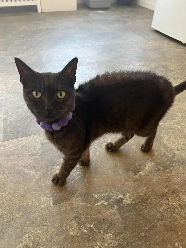 Can Regular Cat Grooming in Burbank CA Keep Your Cat Happier? Here’s Why