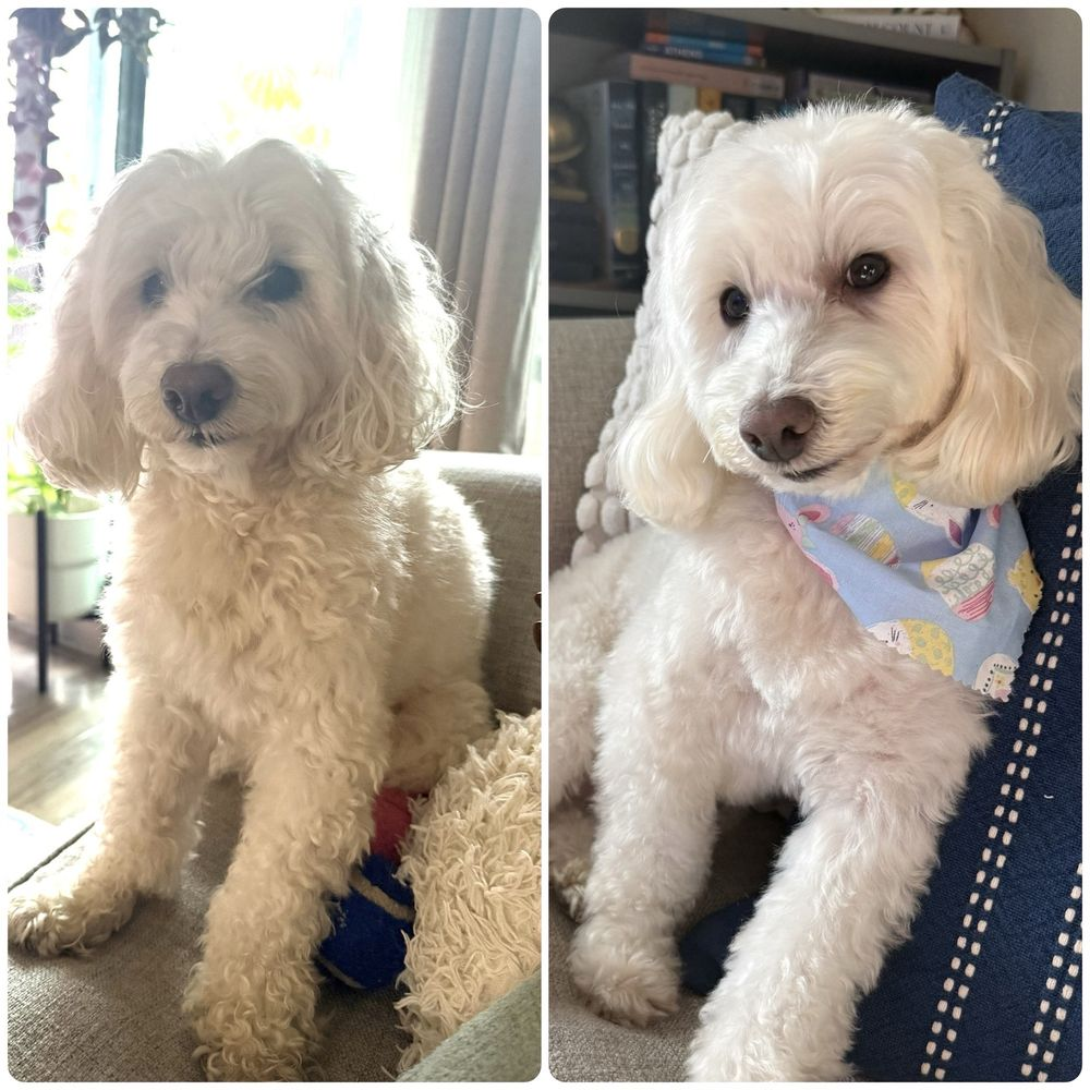 Doodle Dog Groomer