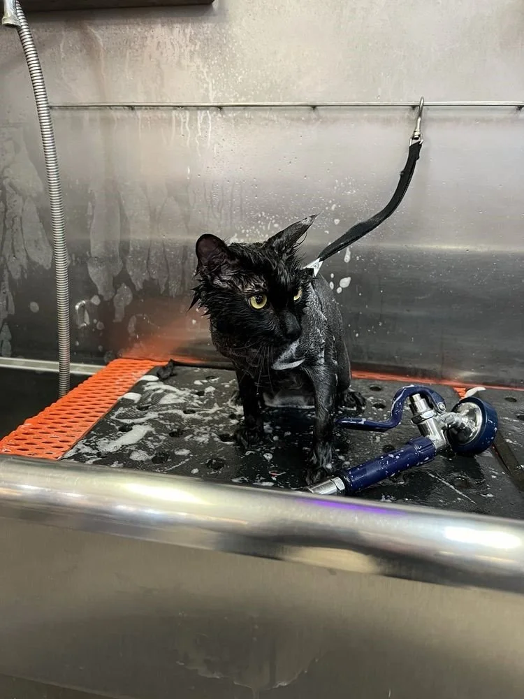 Cat Grooming Services.jpg