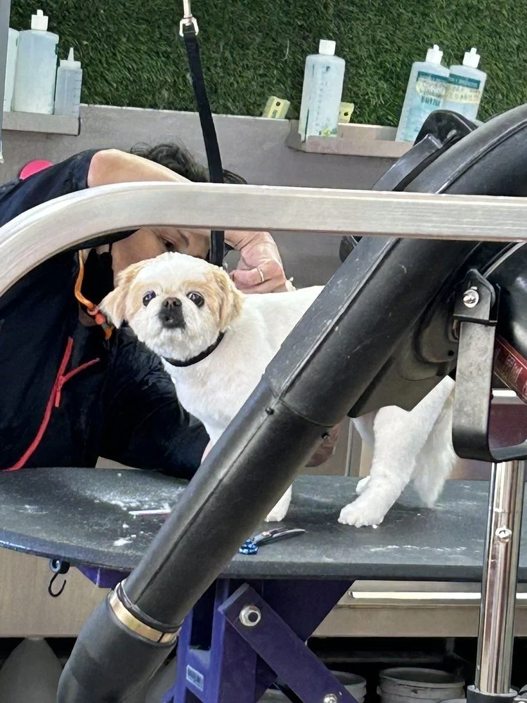 Pet Spa grooming