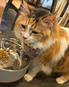 Gentle Kitty Cat Grooming