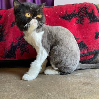 pretty kitty cat grooming Service in Burbank