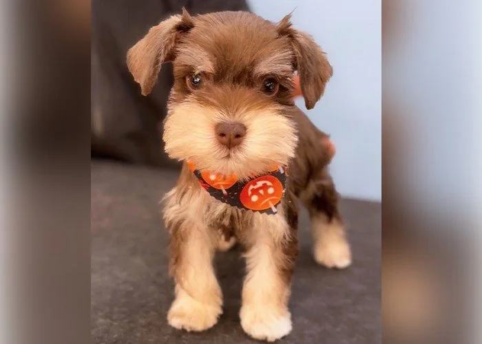 yorkie dog