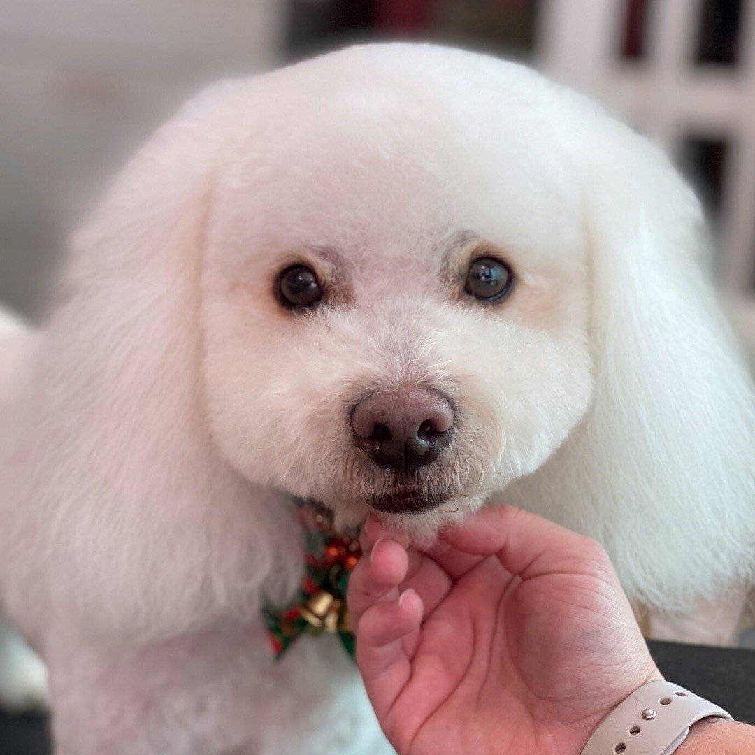 Puppy Groomer