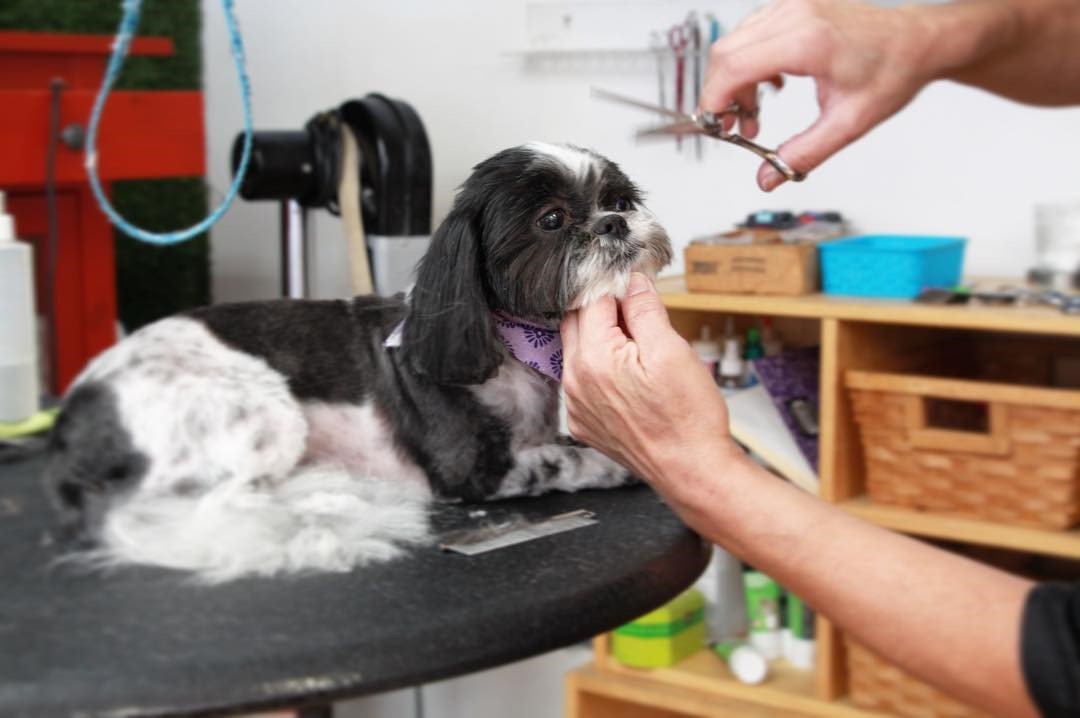 Professional Pet Groomer