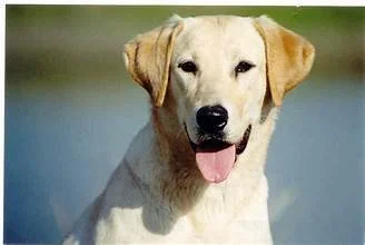 Gallery 1 — Diamond P Labradors