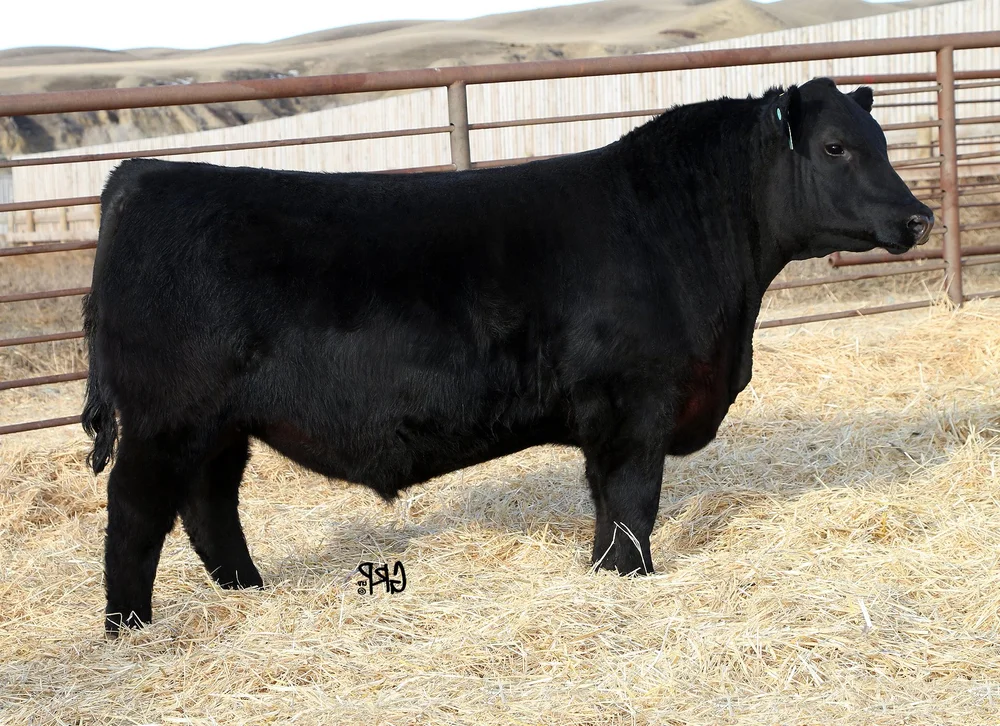 Steppler Ranch Sires — Steppler Ranch